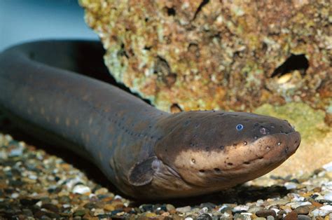 eel pics|More.